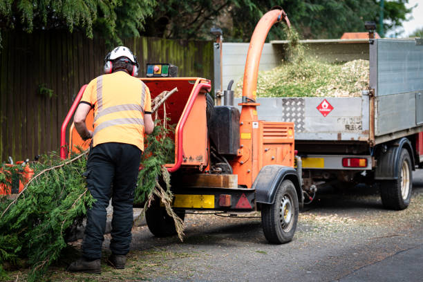 Best Arborist Services Near Me  in Dunn Loring, VA